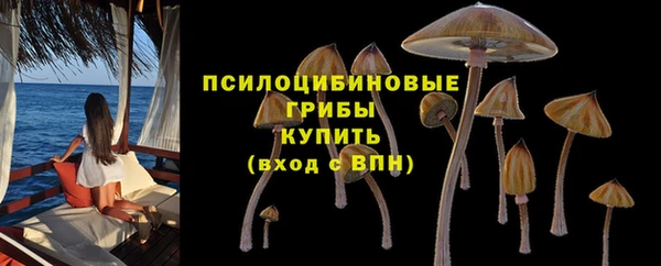 сатива Новокубанск