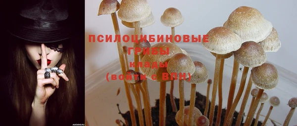 сатива Новокубанск